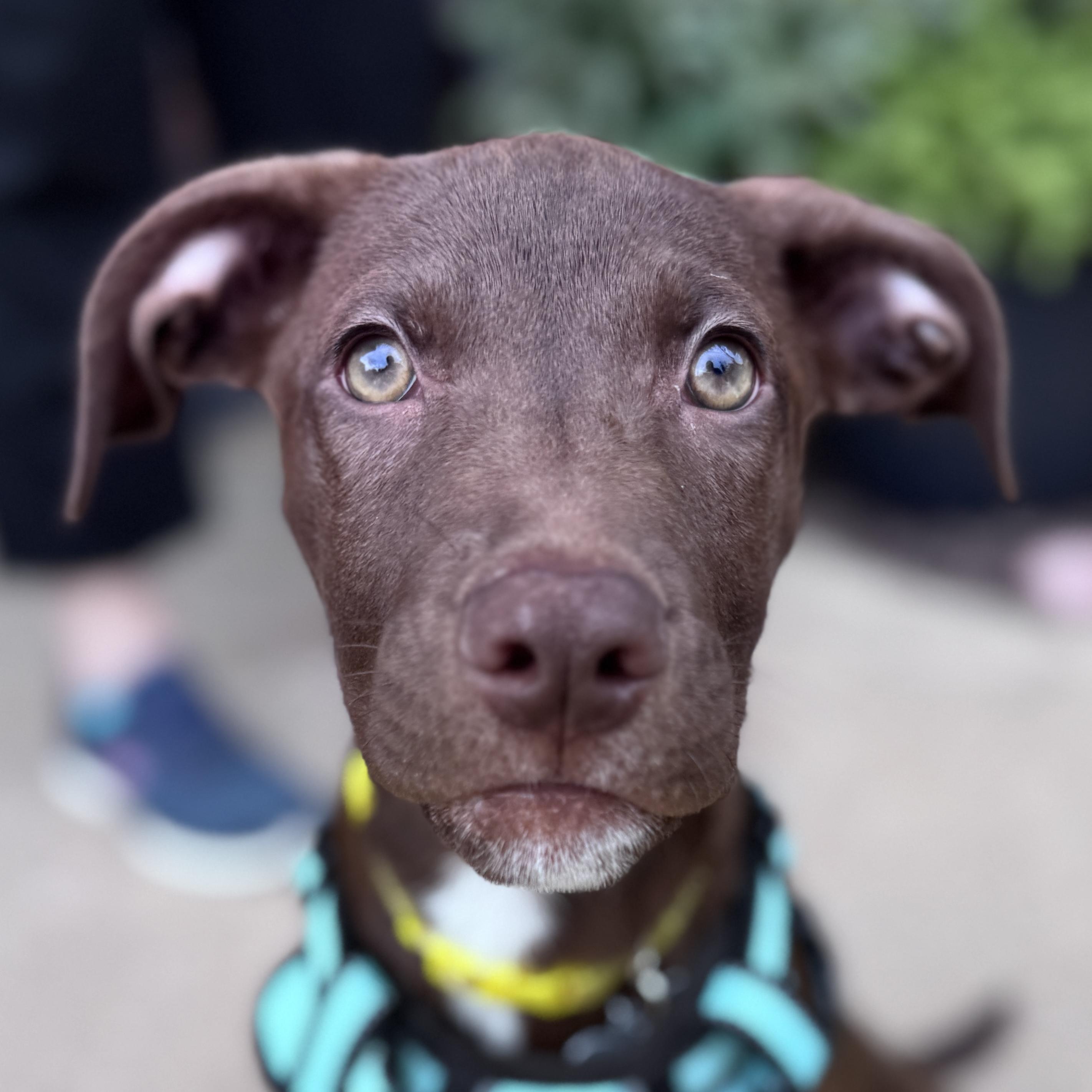 Enlarge Luna, an adoptable mixed breed in Palatine, IL image 1/6