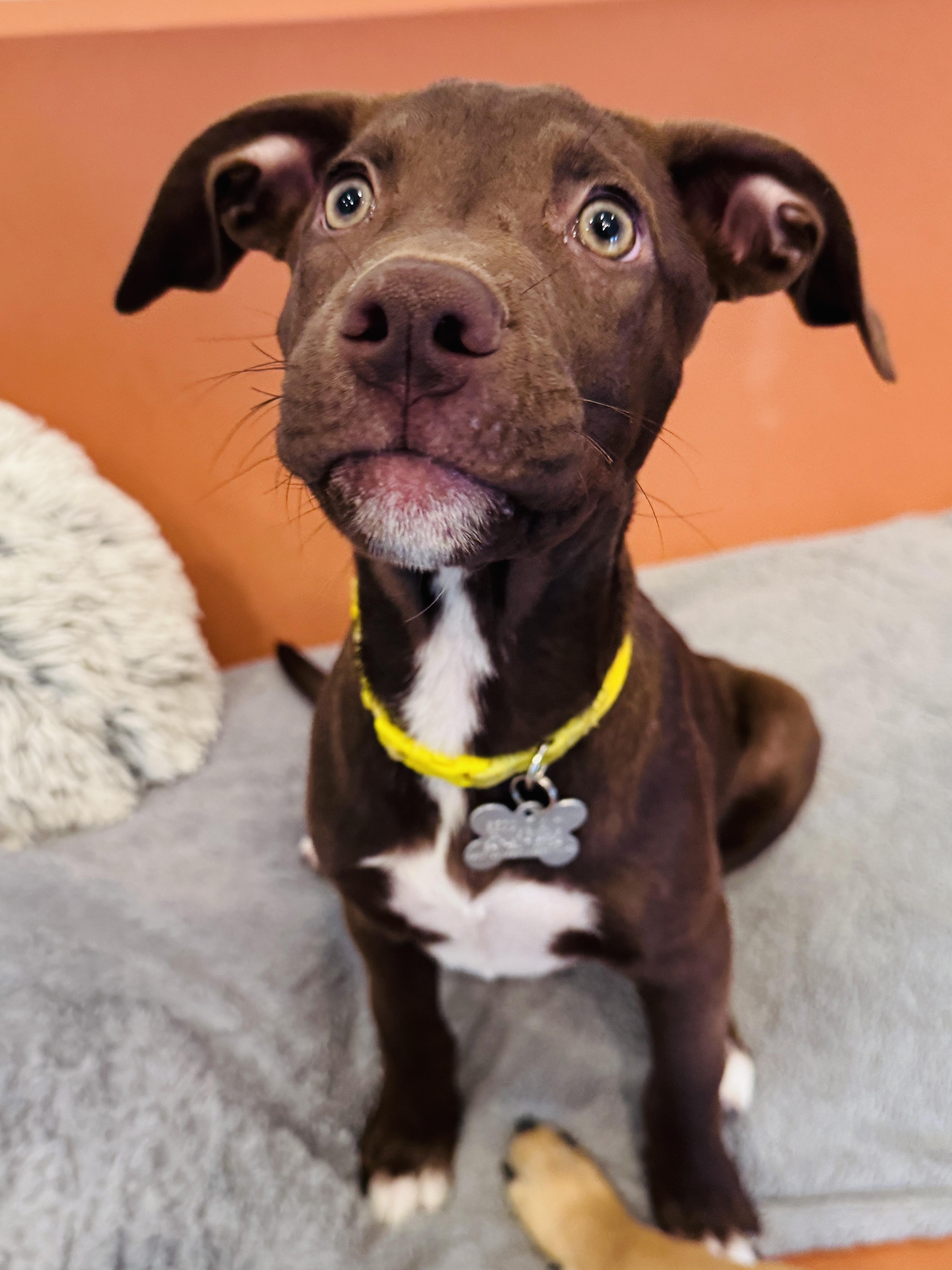 Enlarge Luna, an adoptable mixed breed in Palatine, IL image 4/6