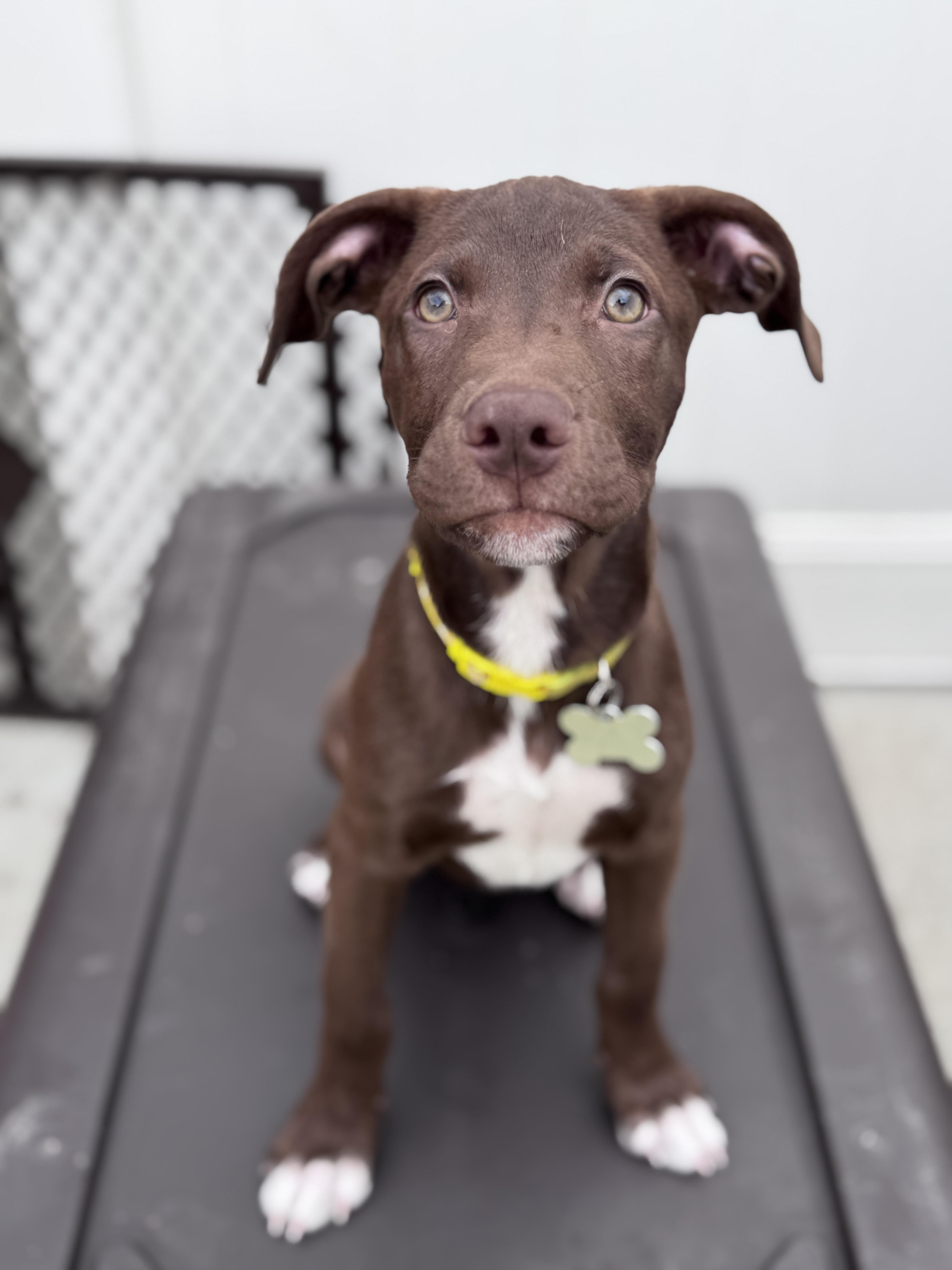 Enlarge Luna, an adoptable mixed breed in Palatine, IL image 2/6