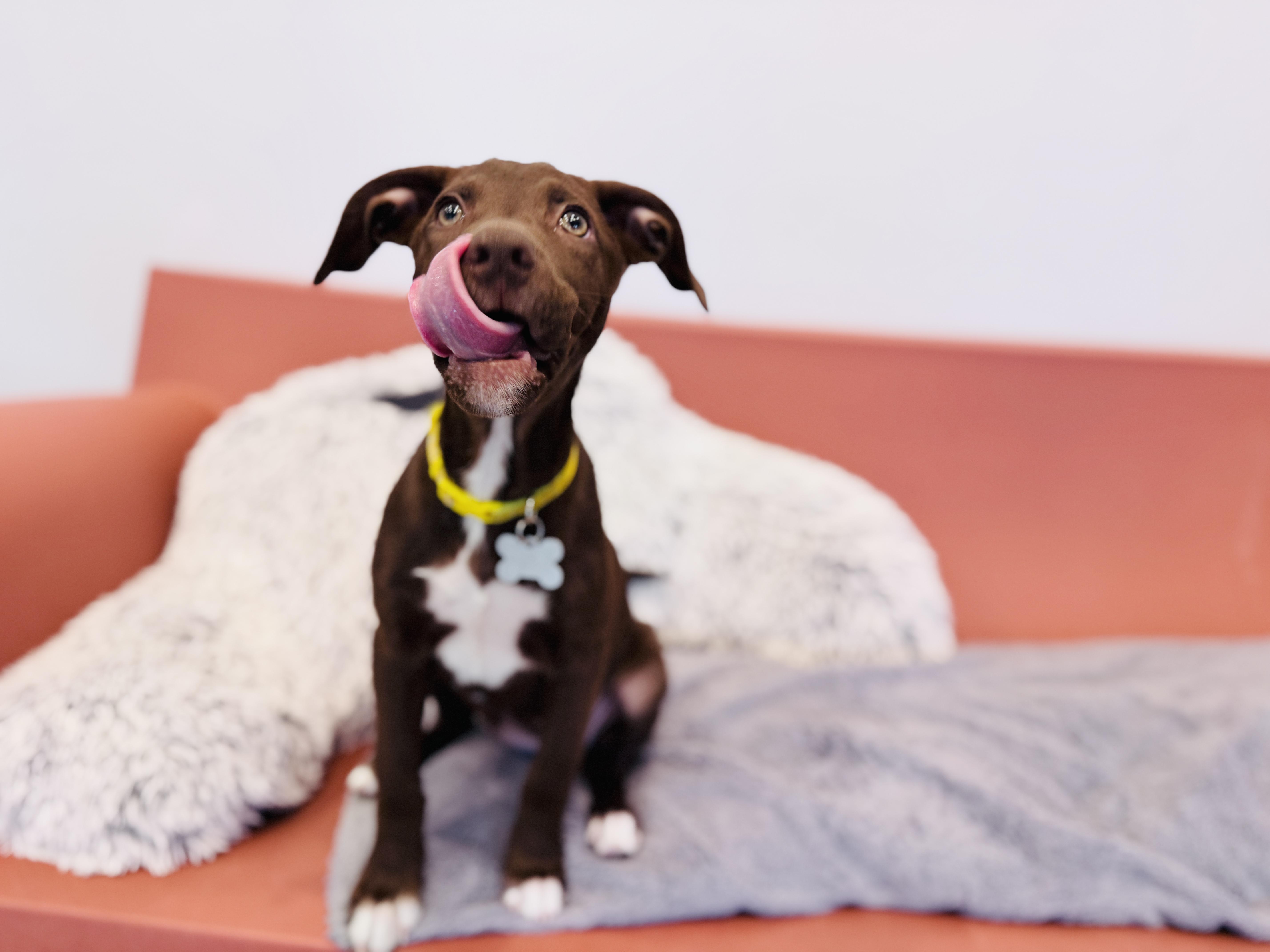 Enlarge Luna, an adoptable mixed breed in Palatine, IL image 5/6