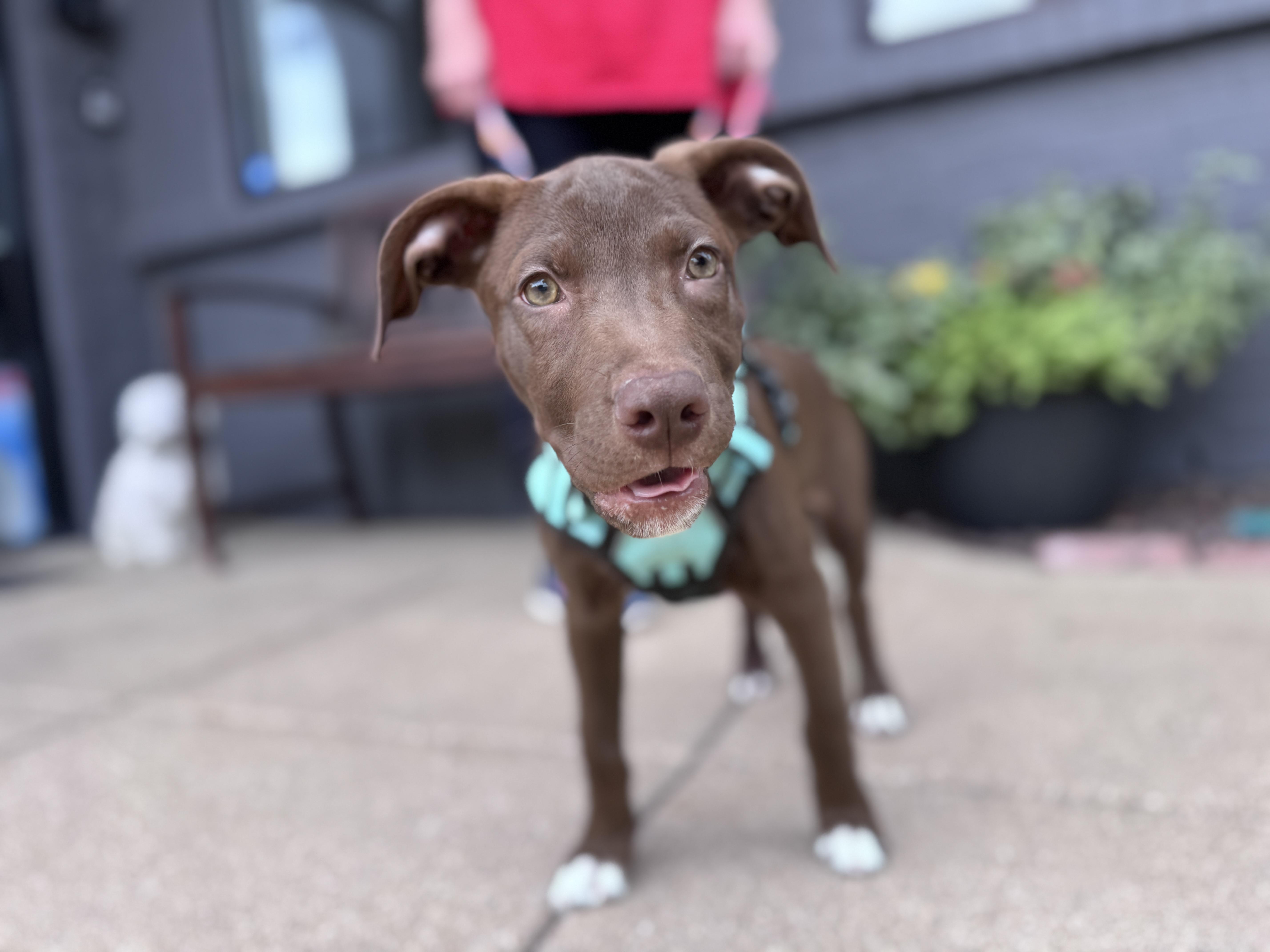 Enlarge Luna, an adoptable mixed breed in Palatine, IL image 3/6