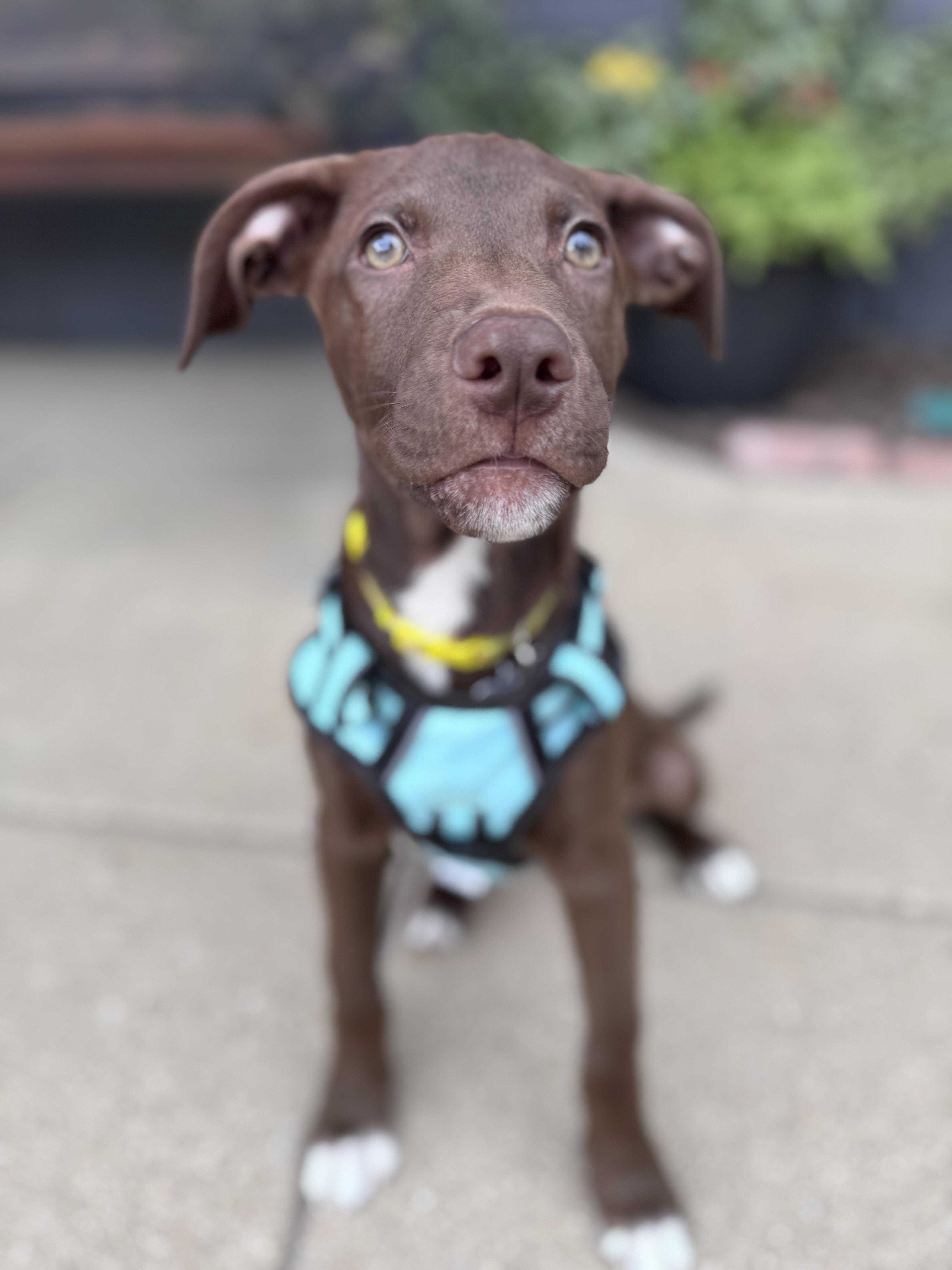 Enlarge Luna, an adoptable mixed breed in Palatine, IL image 6/6