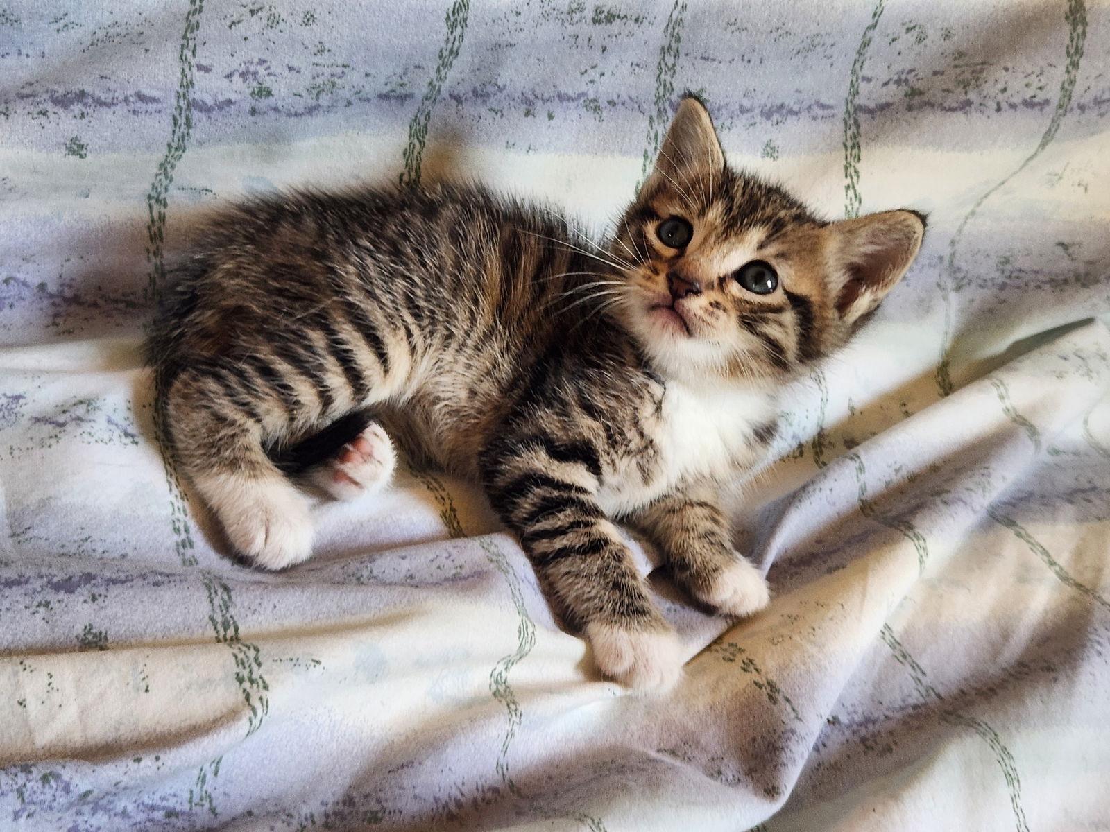 Leo, Adopted, Kitten Male American Shorthair.