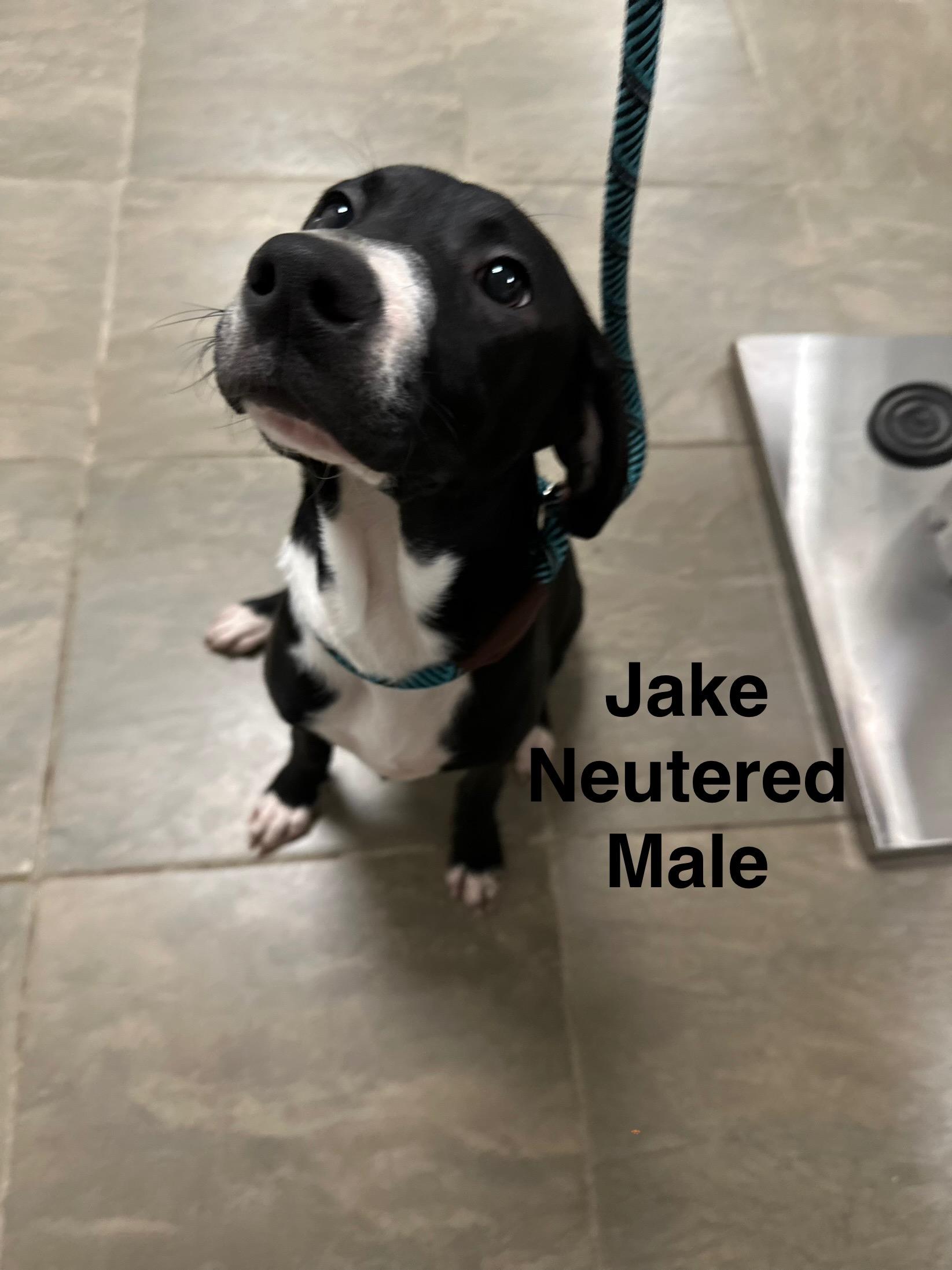 Jake