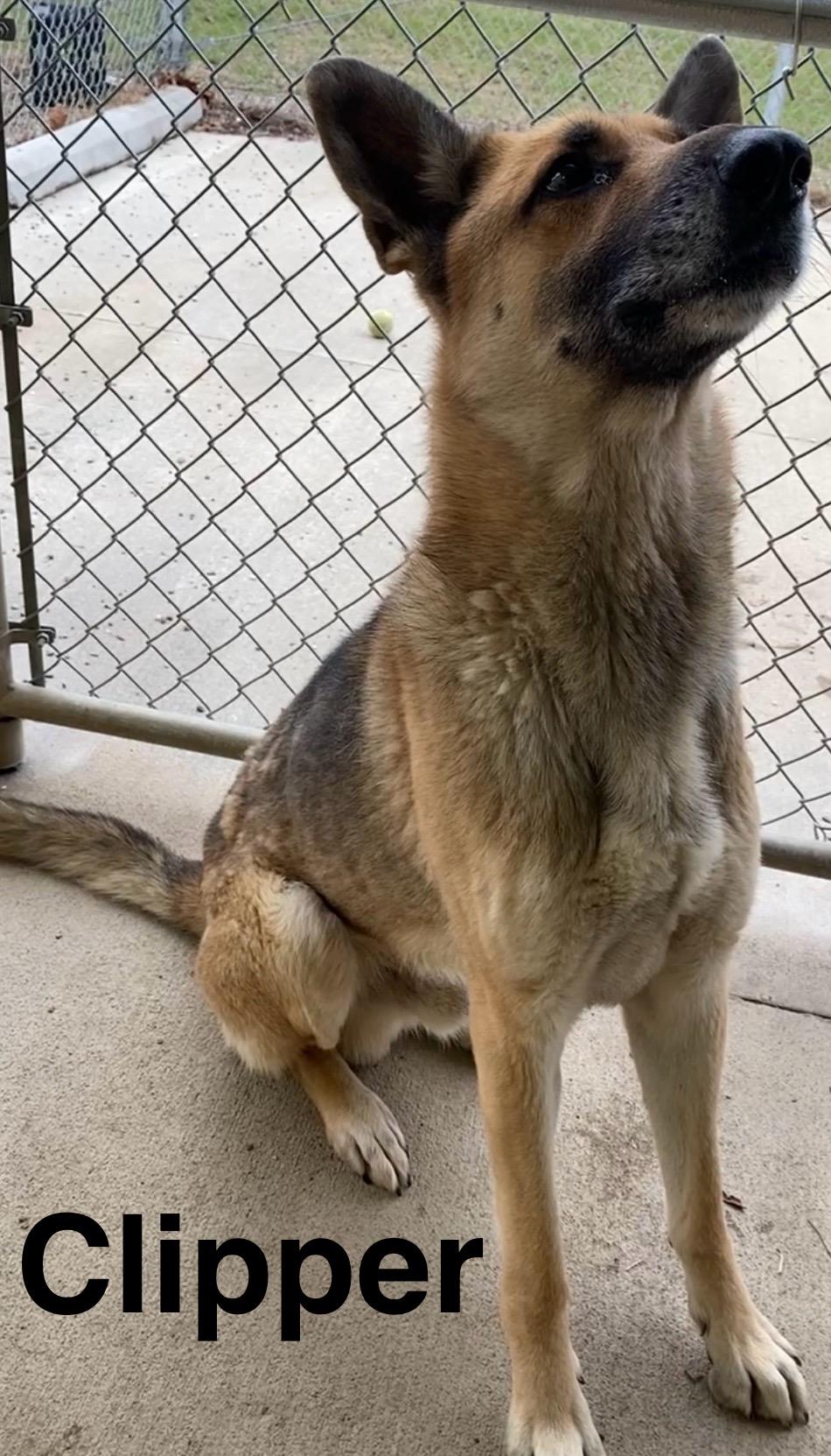 Clipper, ADOPTABLE, Adult Male German Shepherd Dog.