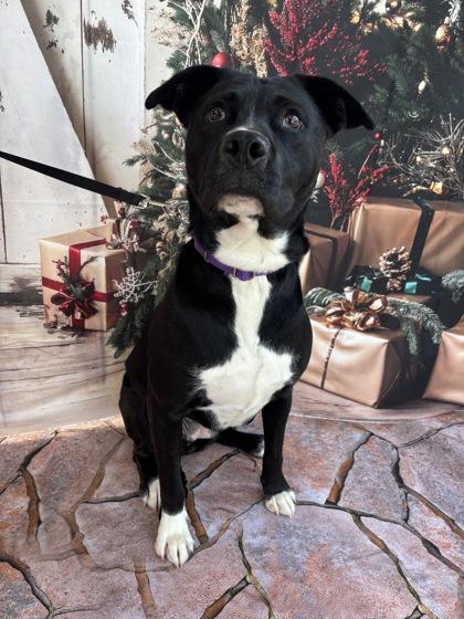 Rocki, Adoptable, Adult Female Pit Bull Terrier & Mixed Breed.