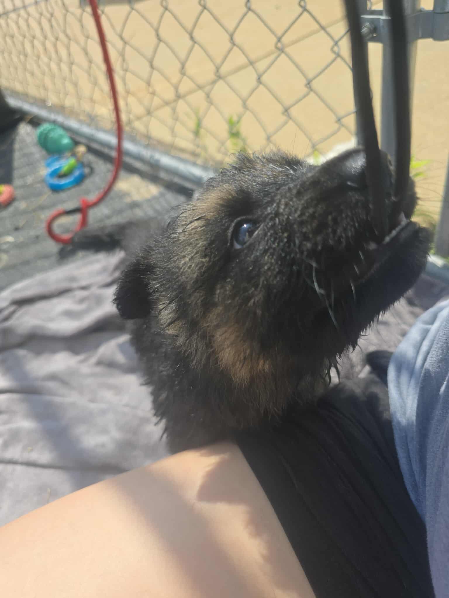CHULA and PUPPIES, a Adopted German Shepherd Dog in Rock Falls, IL image 1/6
