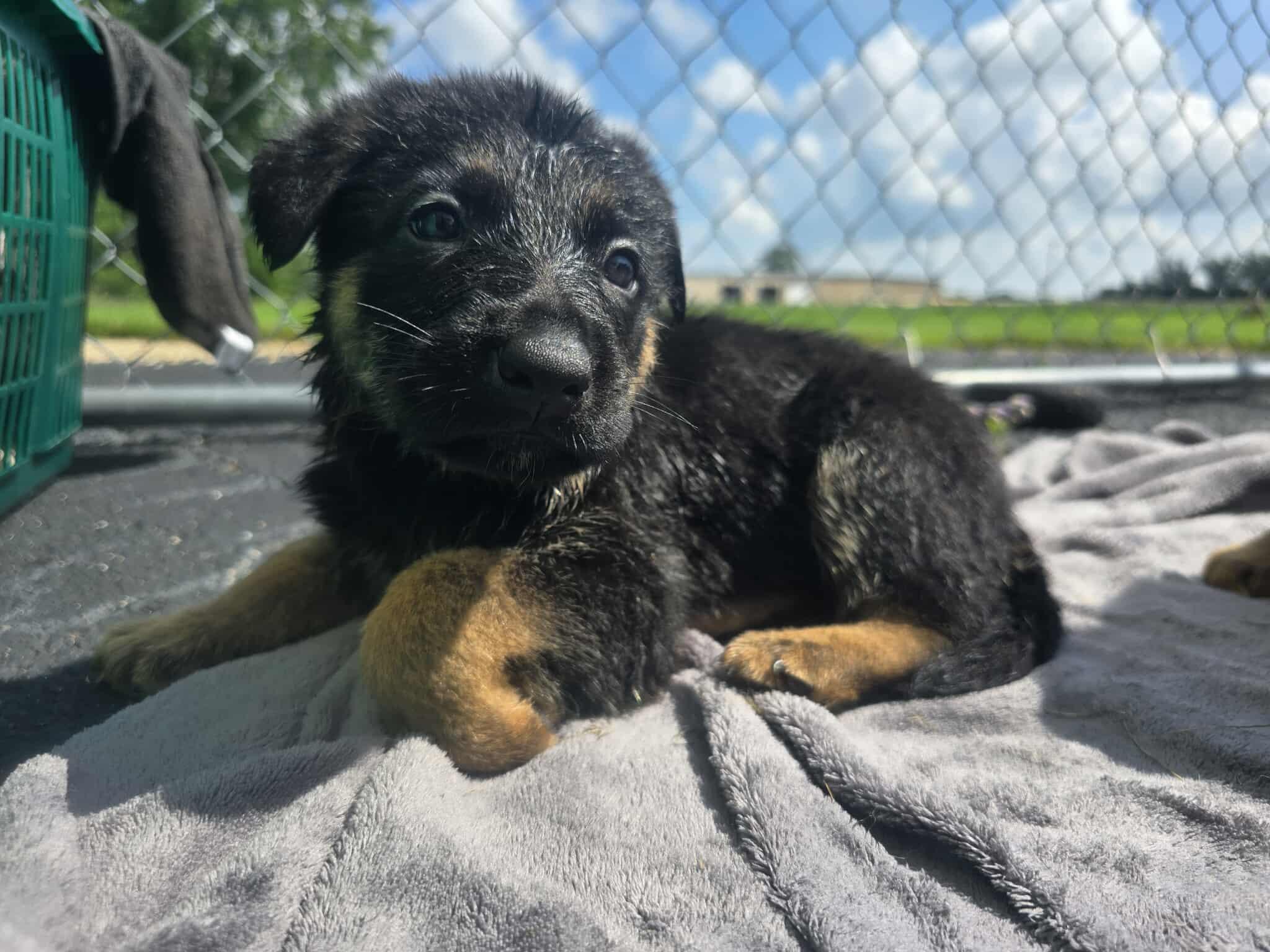 CHULA and PUPPIES, a Adopted German Shepherd Dog in Rock Falls, IL image 2/6
