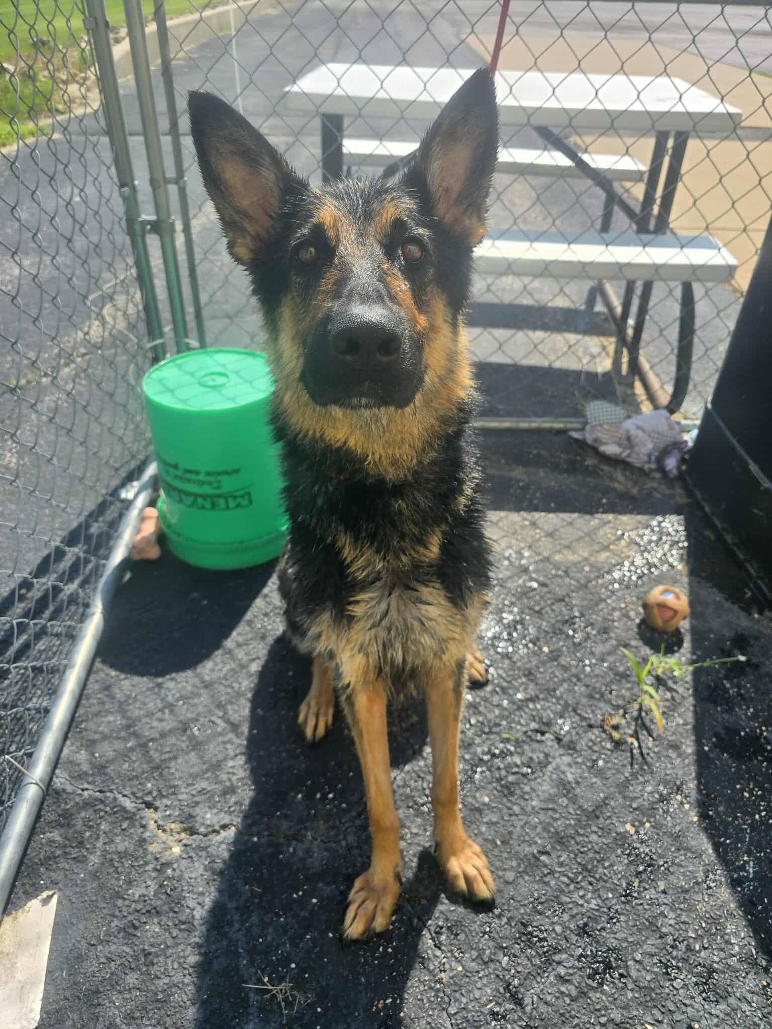 CHULA and PUPPIES, a Adopted German Shepherd Dog in Rock Falls, IL image 3/6