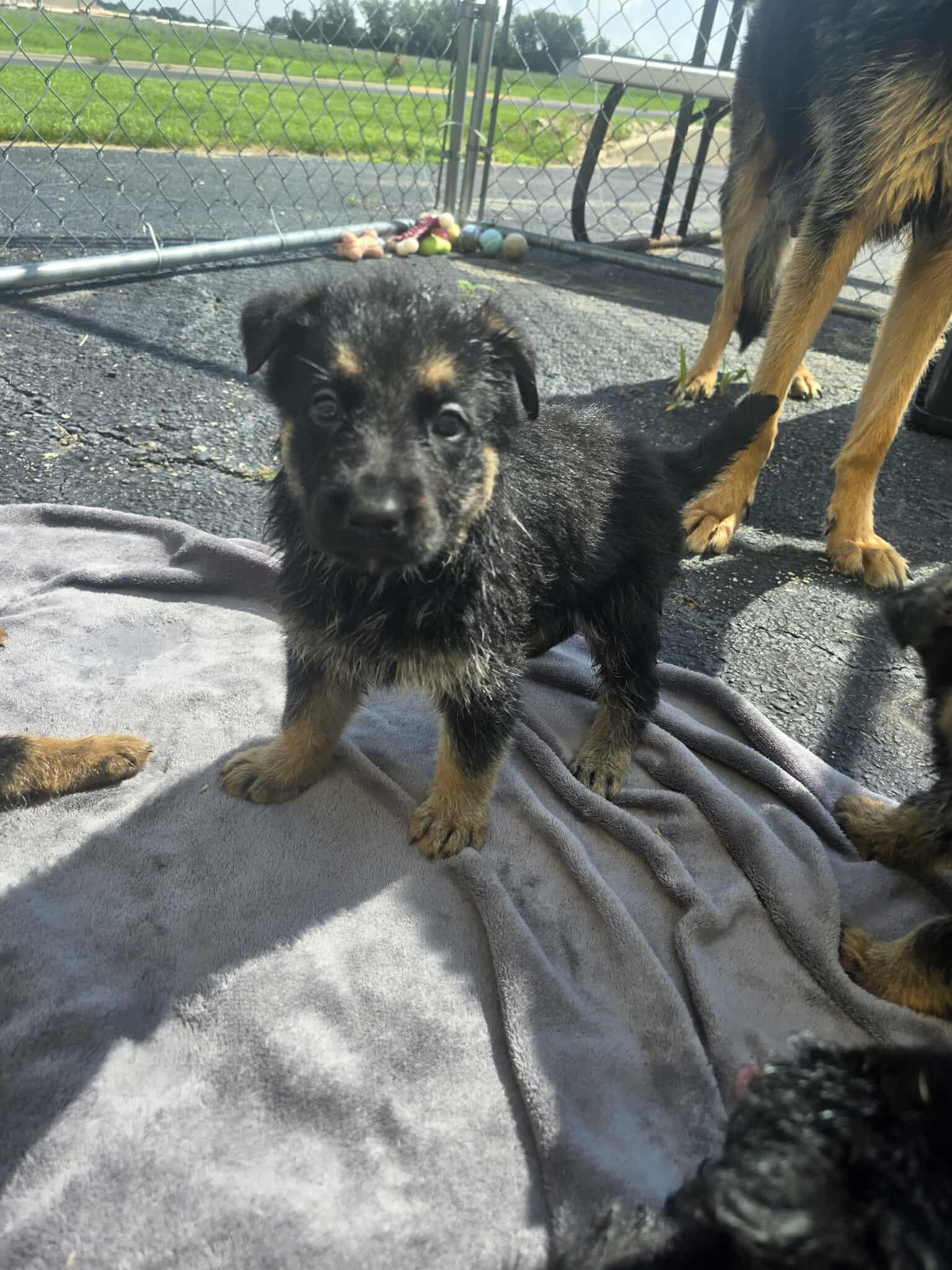 CHULA and PUPPIES, a Adopted German Shepherd Dog in Rock Falls, IL image 4/6