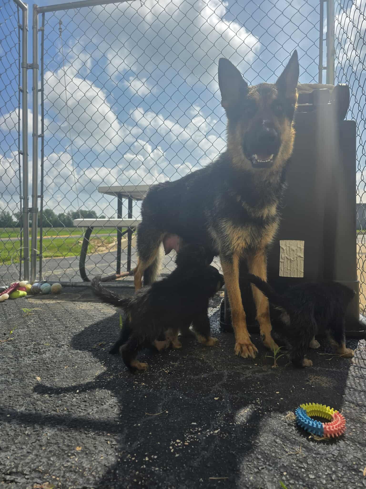 CHULA and PUPPIES, a Adopted German Shepherd Dog in Rock Falls, IL image 5/6