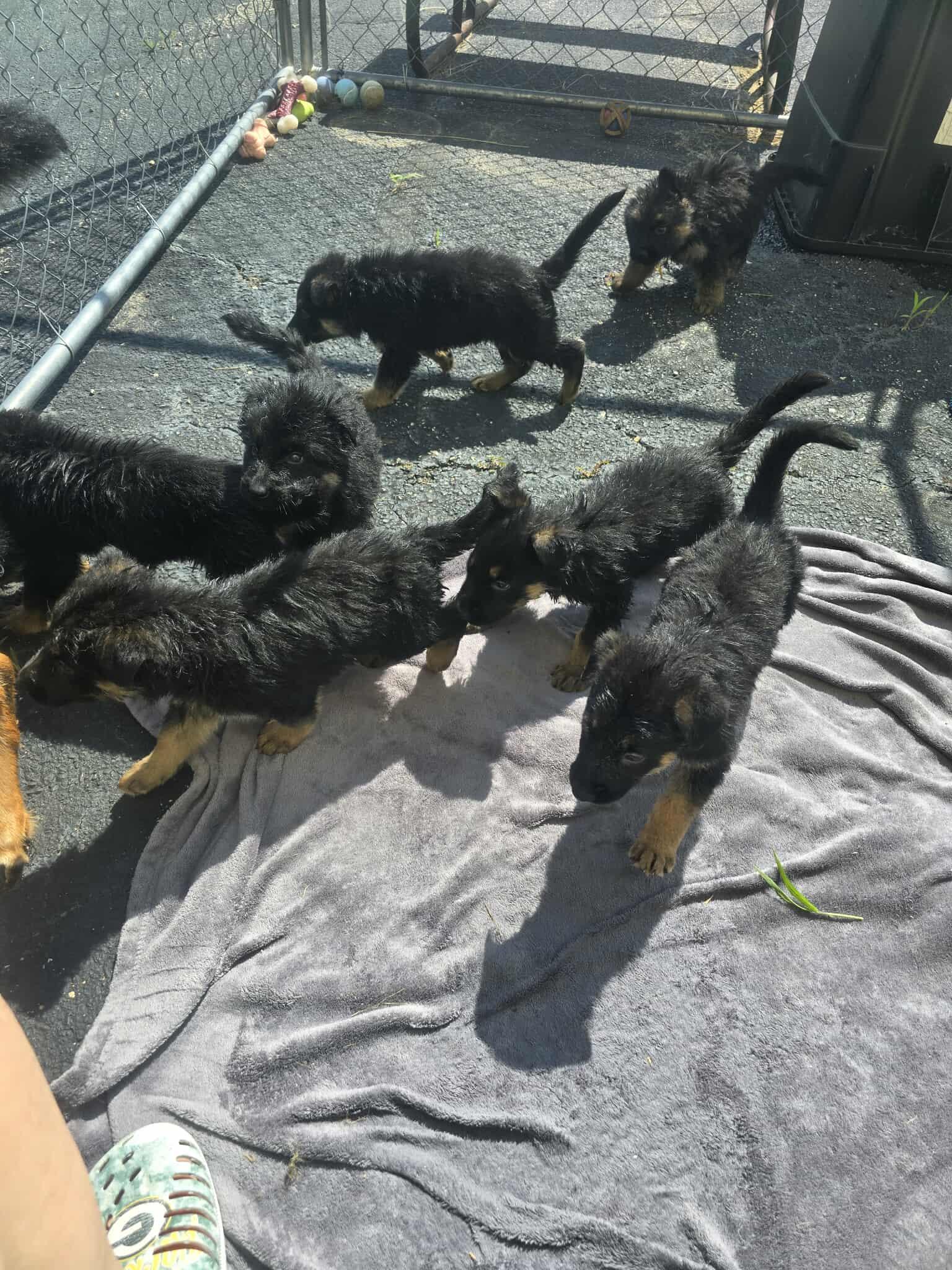 CHULA and PUPPIES, a Adopted German Shepherd Dog in Rock Falls, IL image 6/6