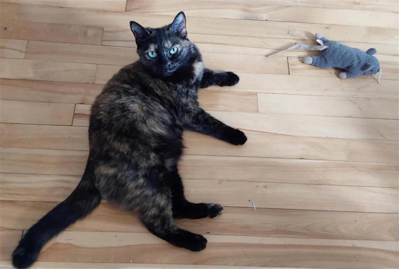 Destinée, a Adoptable Tortoiseshell in Verdun, QC image 2/2