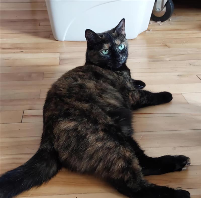 Destinée, a Adoptable Tortoiseshell in Verdun, QC image 1/2