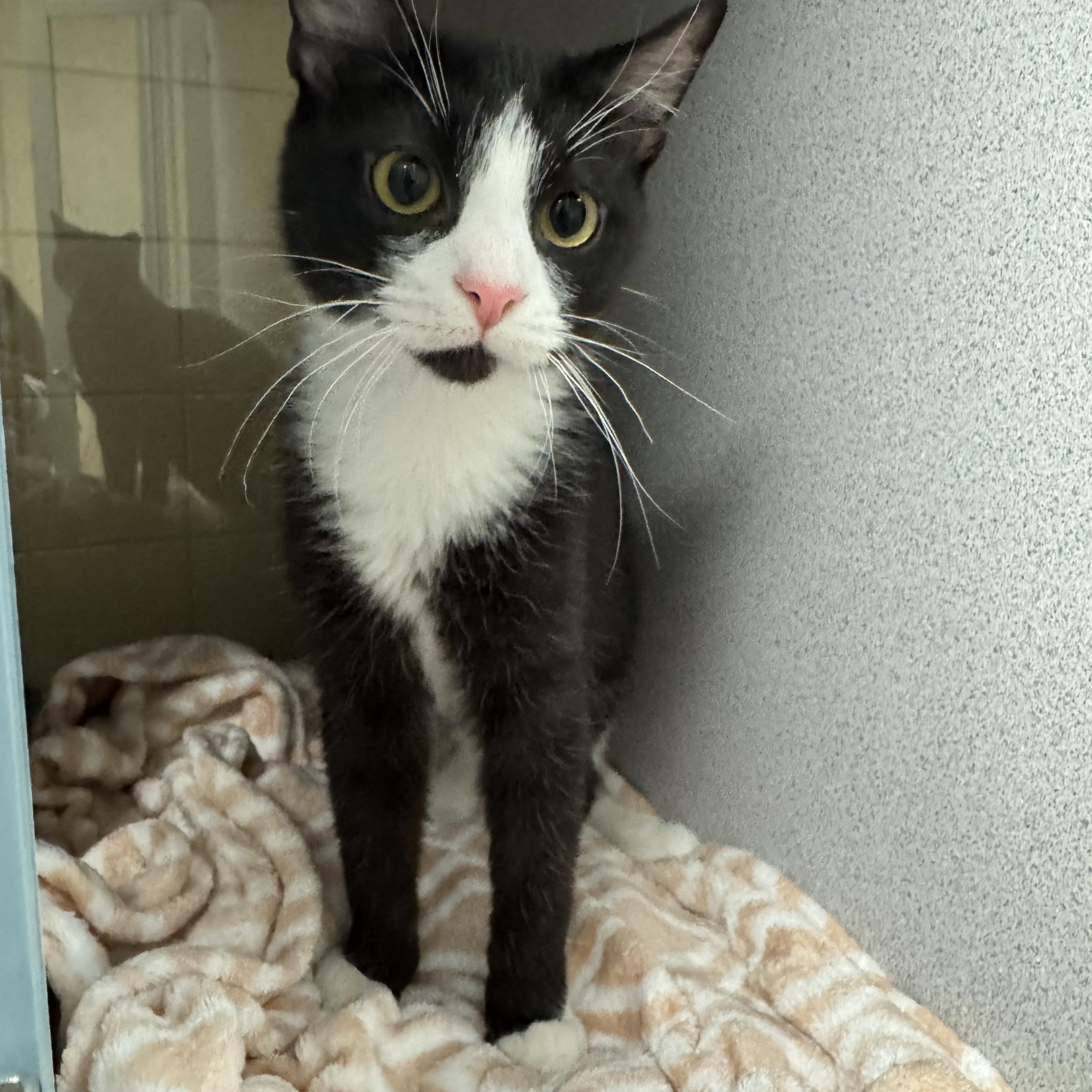 Ghost, adopted, Kitten Male Domestic Short Hair.