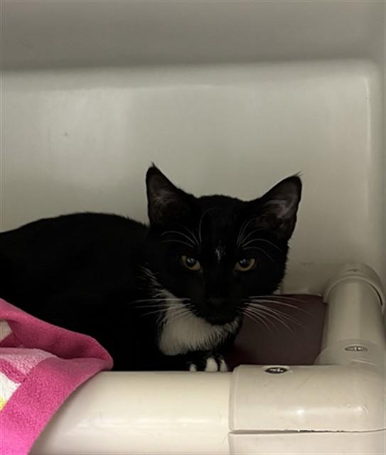 POTATO SALAD, Adoptable, Kitten Male Domestic Short Hair.