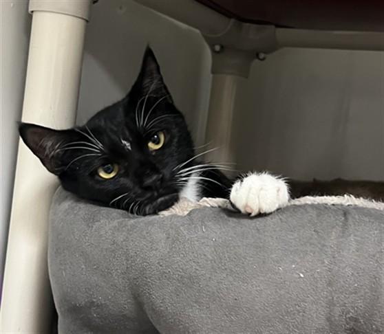 Enlarge POTATO SALAD, a Adoptable Domestic Short Hair in Boston, MA image 1/1