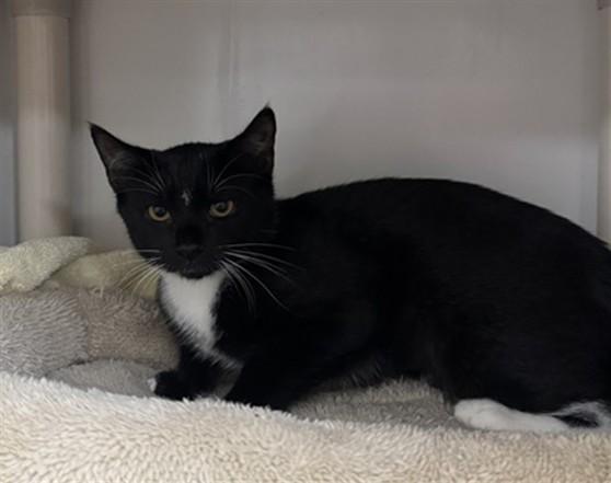 Enlarge POTATO SALAD, a Adoptable Domestic Short Hair in Boston, MA image 1/1
