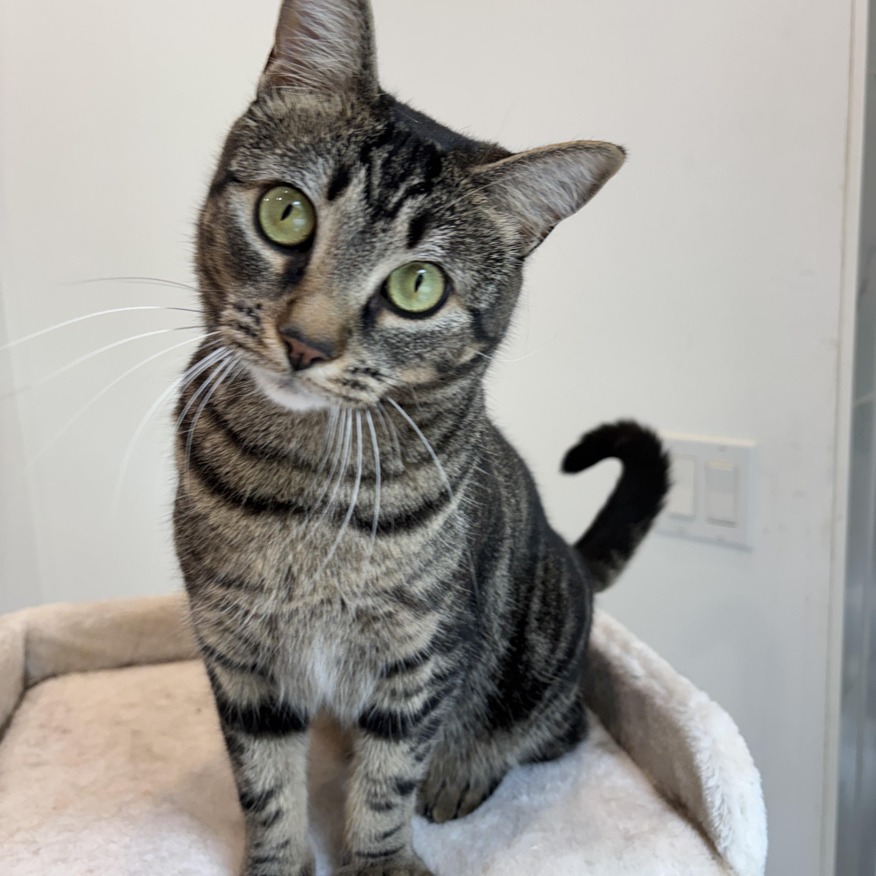 Enlarge CRICKET, a ADOPTABLE Tabby in Shakespeare, ON image 2/5