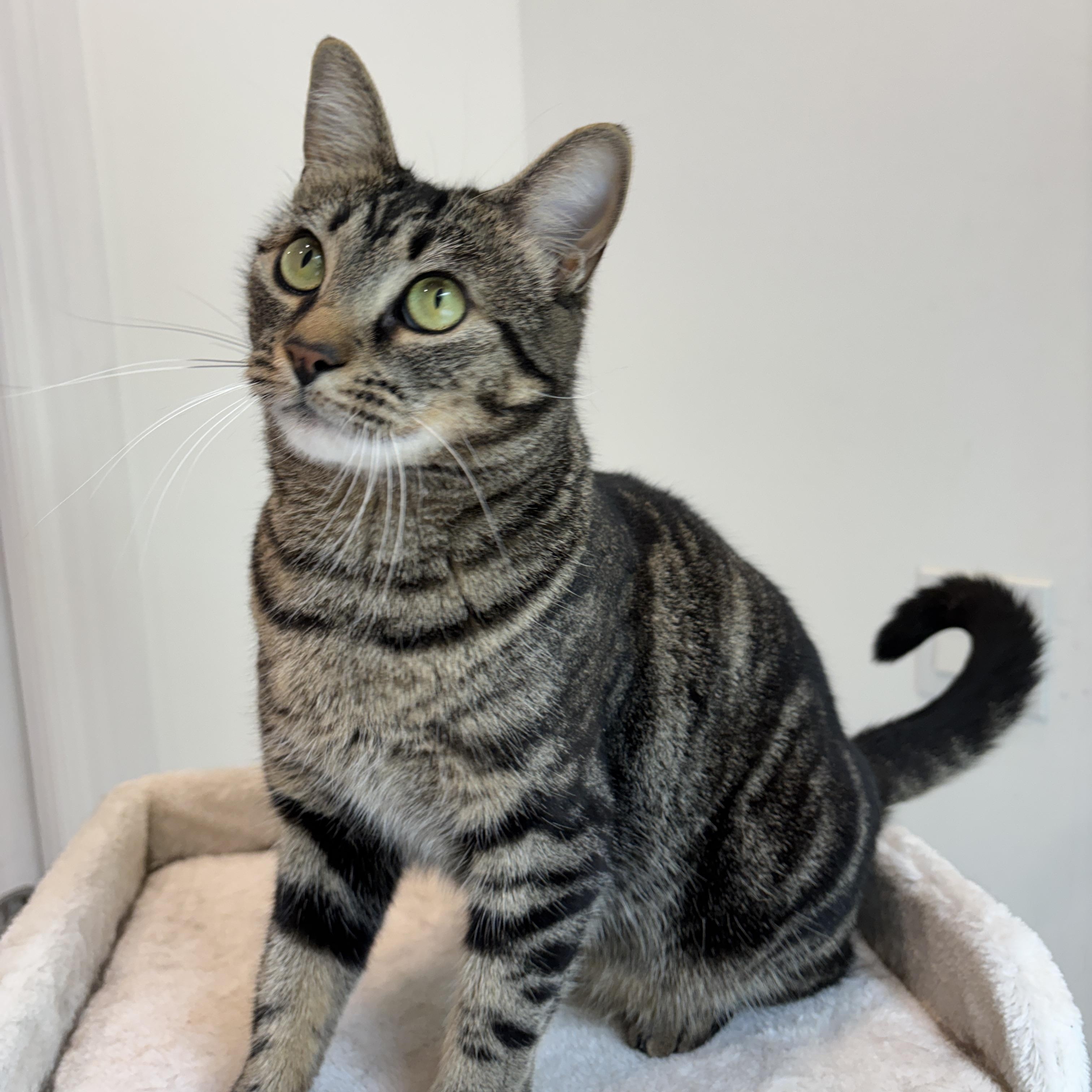 Enlarge CRICKET, a ADOPTABLE Tabby in Shakespeare, ON image 4/5