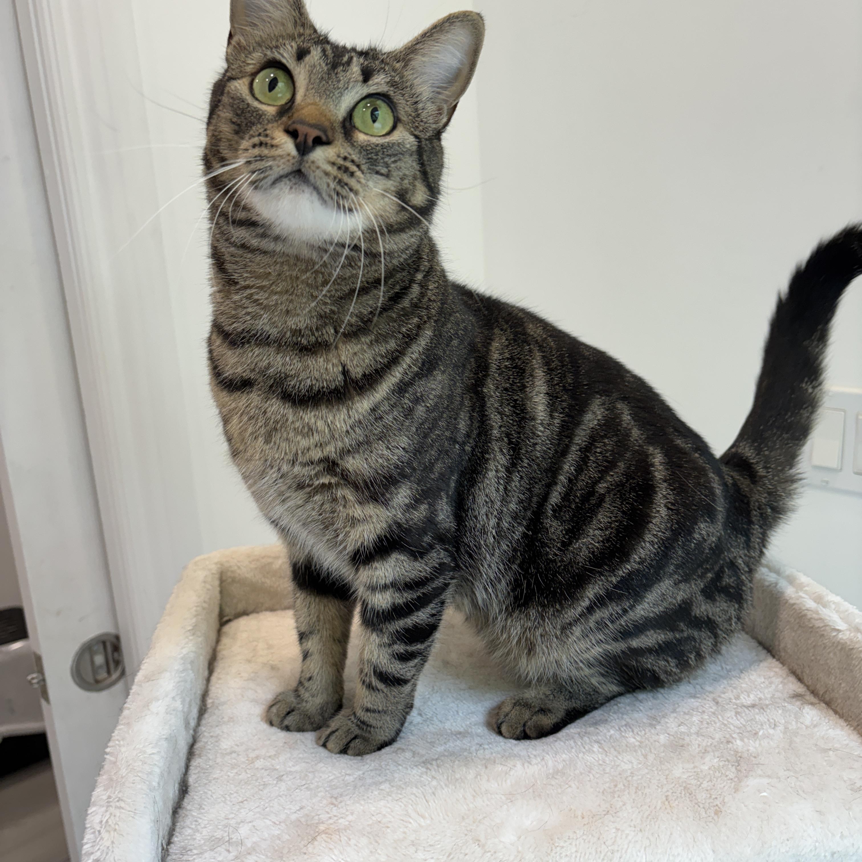 Enlarge CRICKET, a ADOPTABLE Tabby in Shakespeare, ON image 3/5