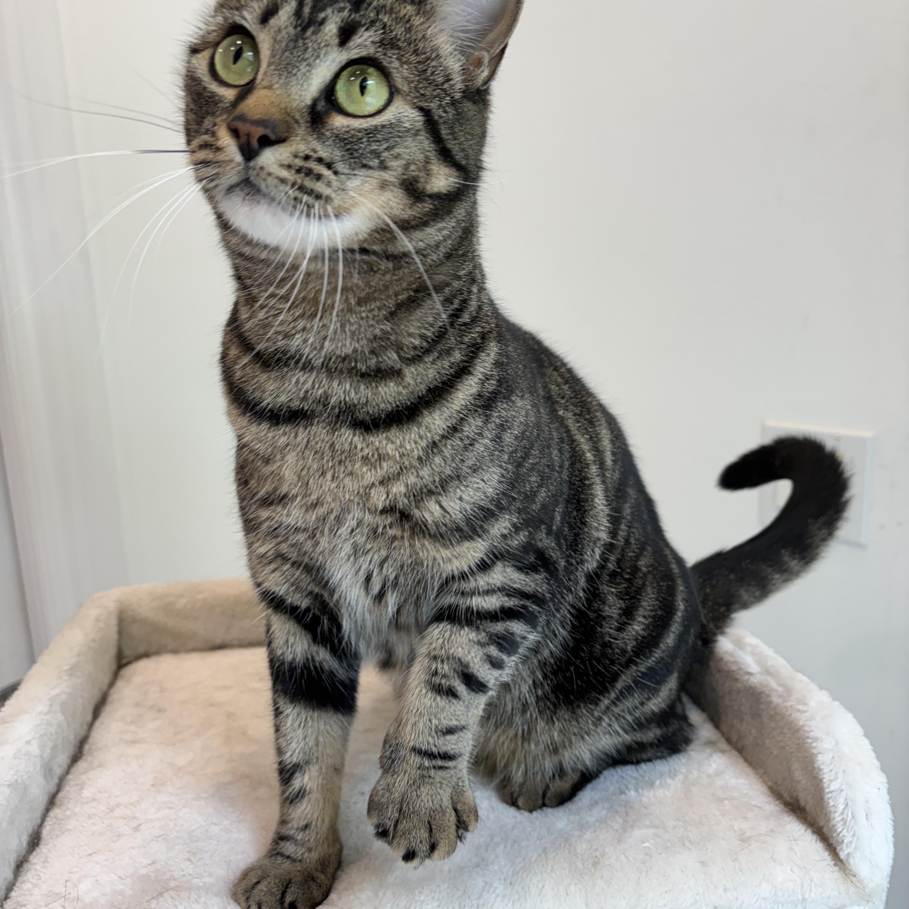 CRICKET, ADOPTABLE, Kitten Female Tabby.