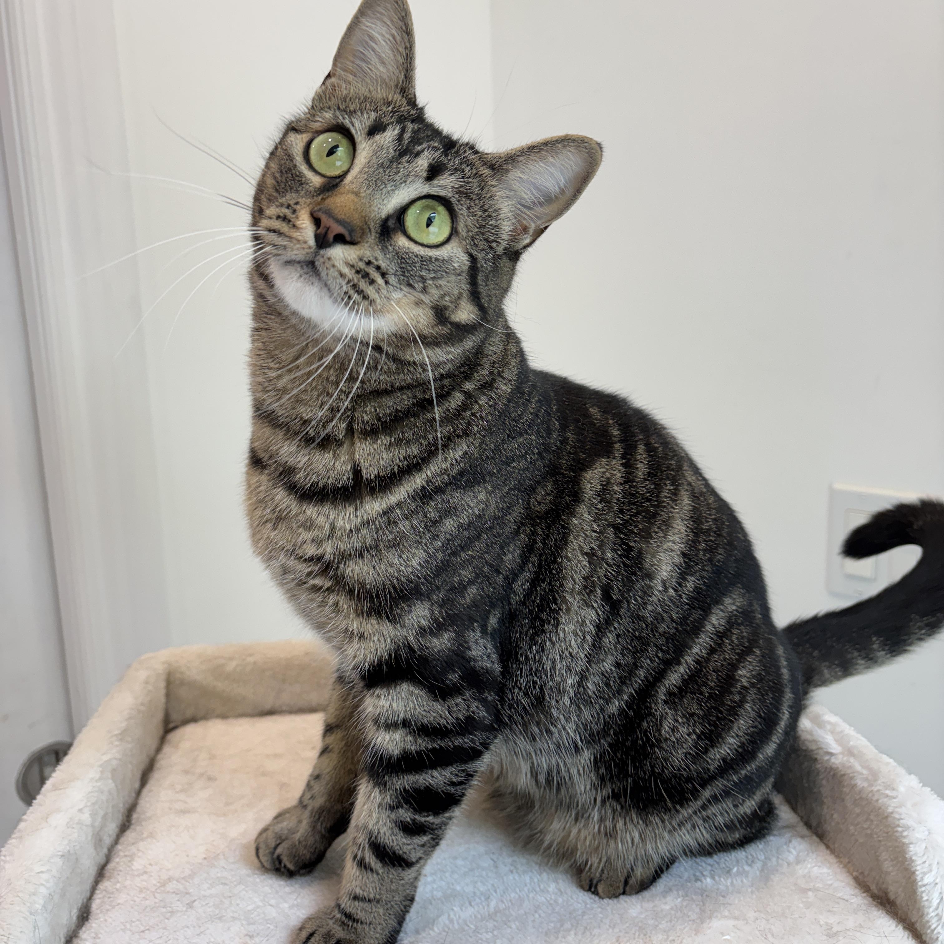 Enlarge CRICKET, a ADOPTABLE Tabby in Shakespeare, ON image 5/5