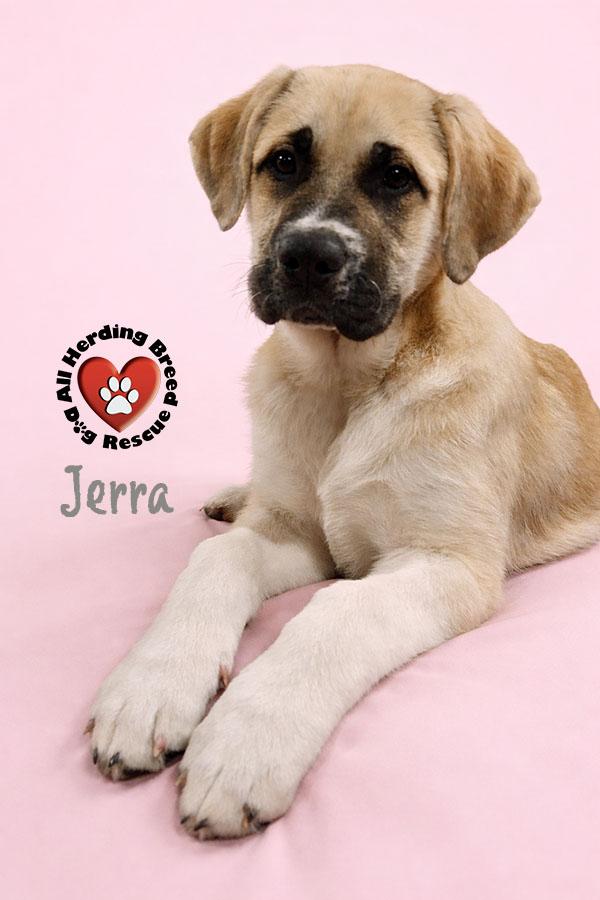 Jerra, adopted, Puppy Female Anatolian Shepherd.
