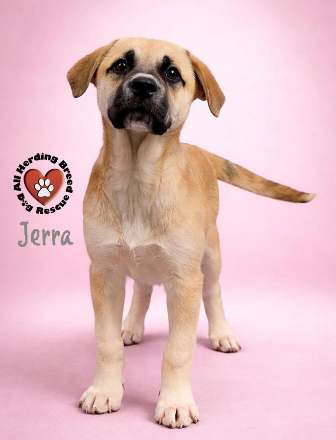 Enlarge Jerra, an adopted Anatolian Shepherd in Joliet, IL image 2/2