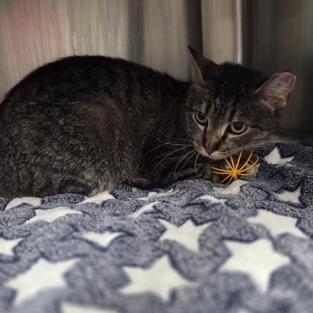 Enlarge Mollie, a Adoptable Domestic Short Hair in Belleville, IL image 1/2