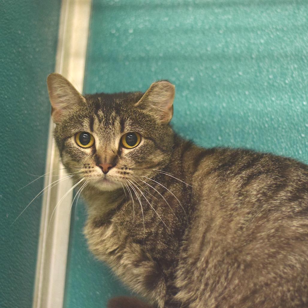 Enlarge Mollie, a Adoptable Domestic Short Hair in Belleville, IL image 2/2