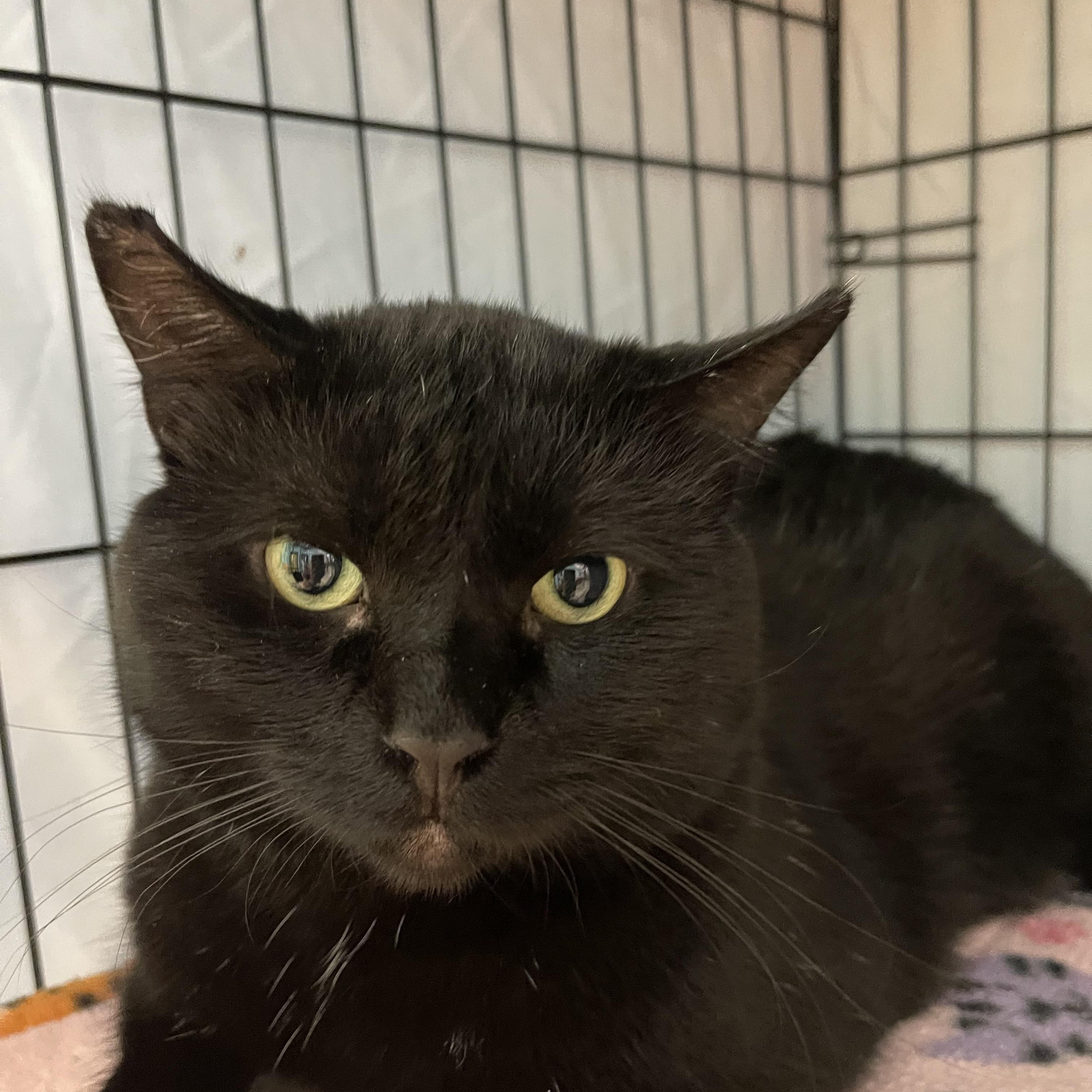 Enlarge Onyx, a Adoptable Domestic Short Hair in Highland, IN image 1/2