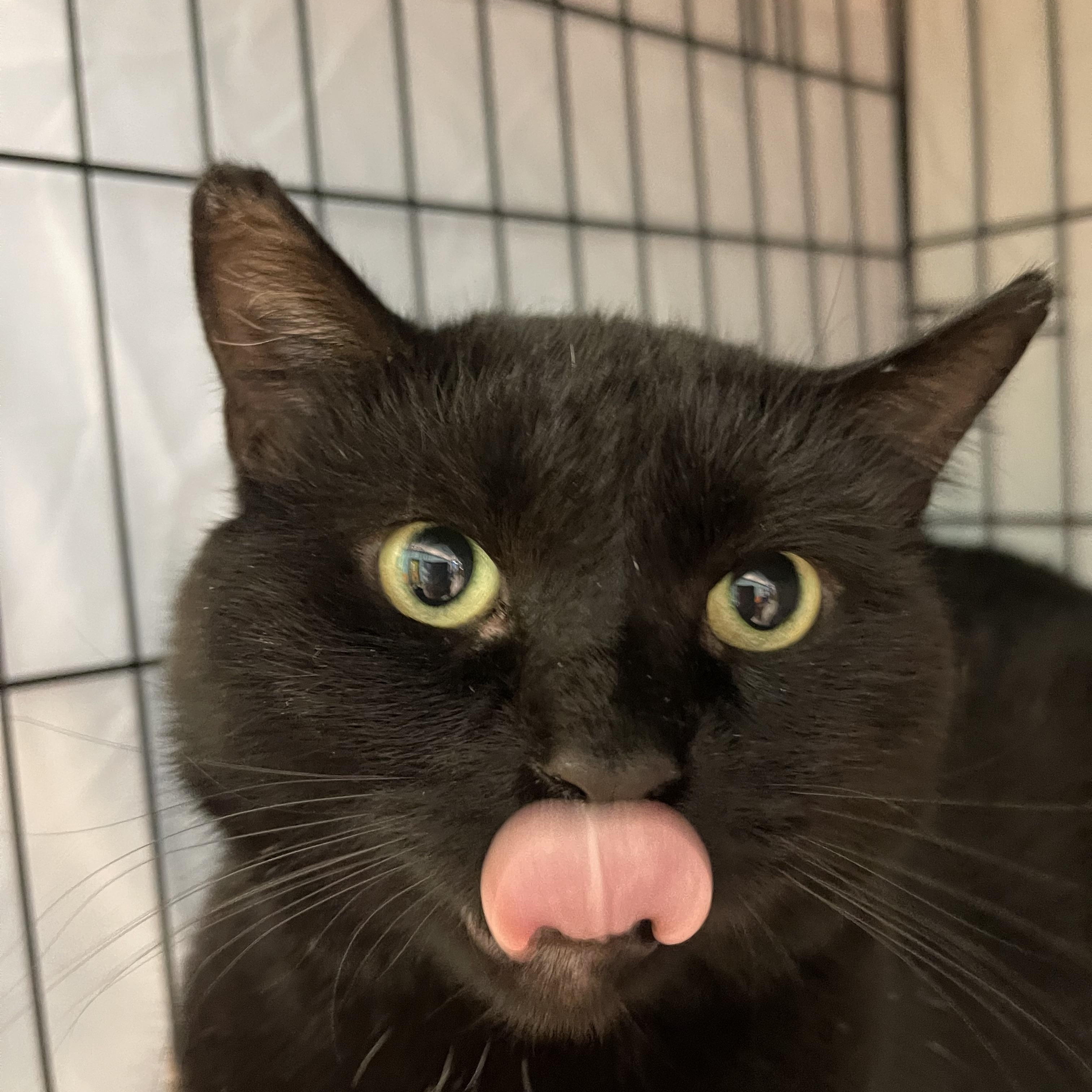 Onyx, Adoptable, Adult Male Domestic Short Hair.