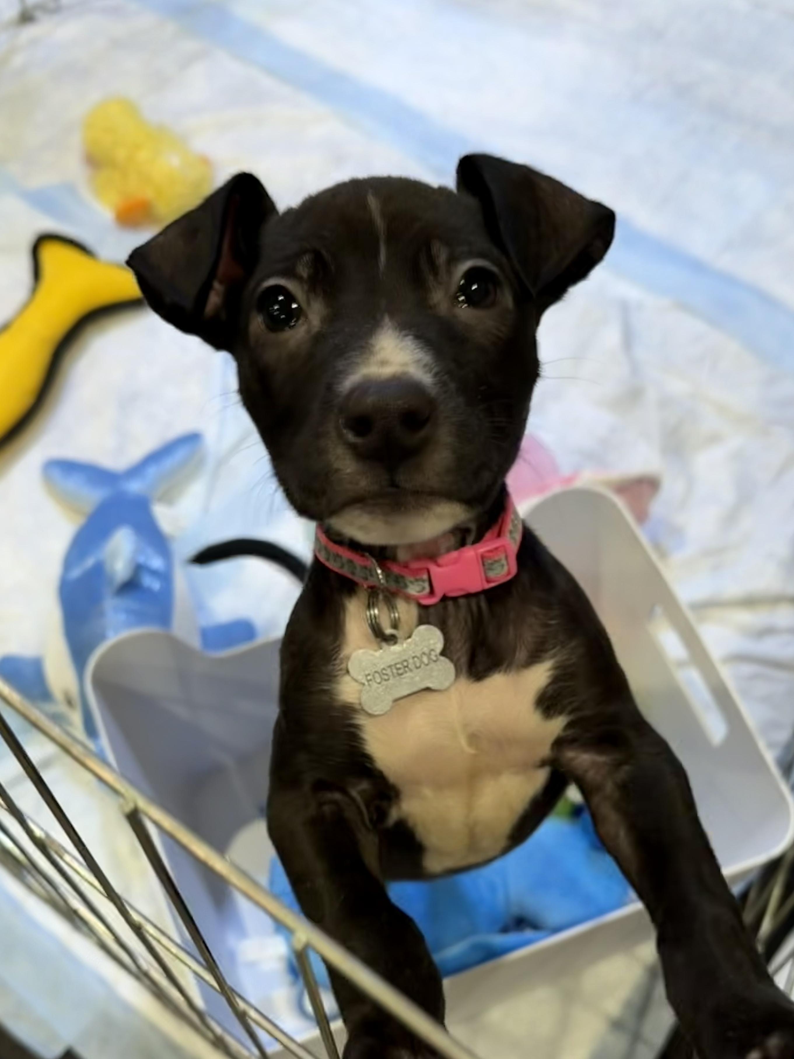 Enlarge Gretel, a ADOPTABLE mixed breed in Elmhurst, IL image 2/2