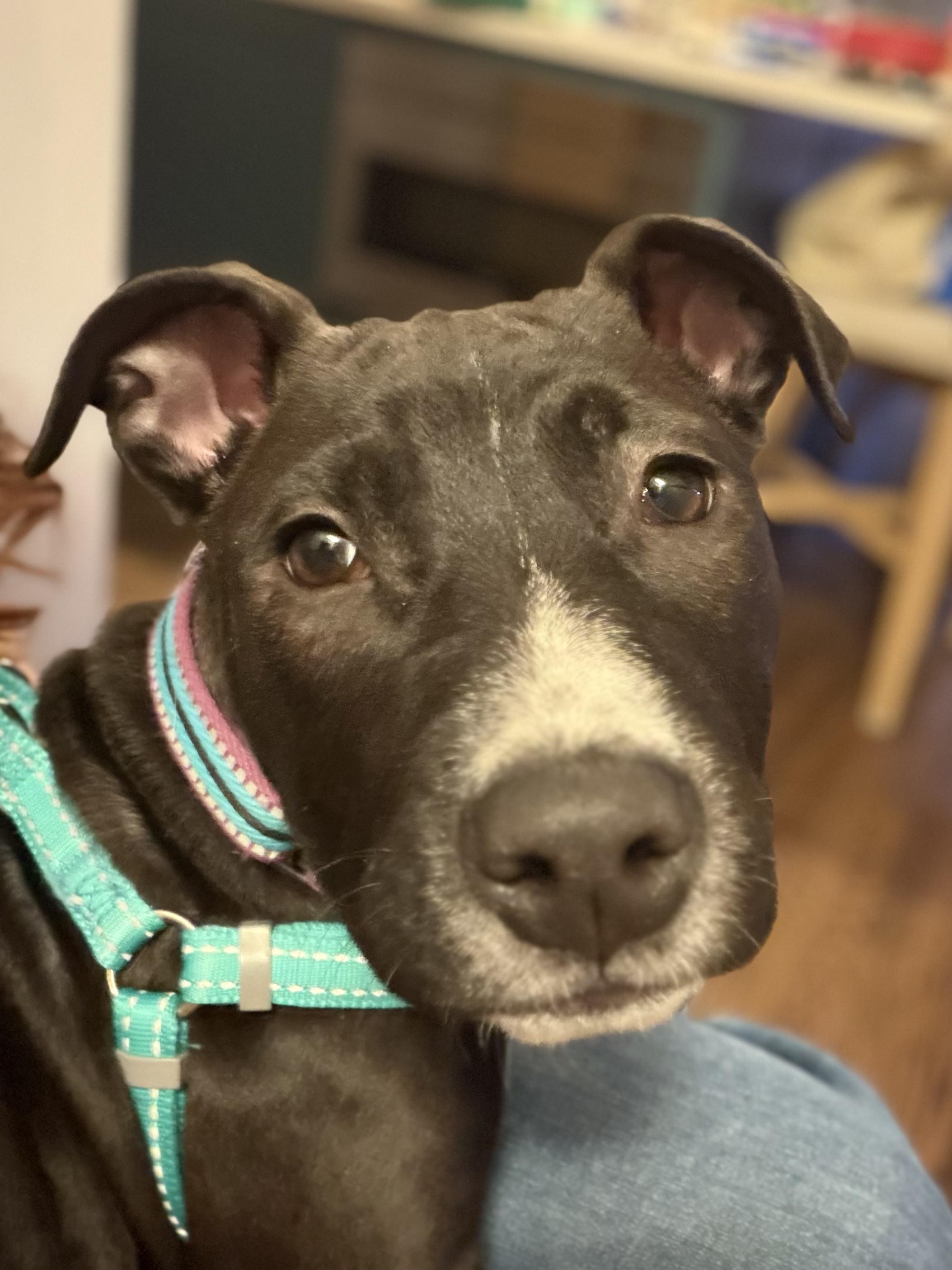 Enlarge Poppy, a ADOPTABLE mixed breed in Elmhurst, IL image 3/6