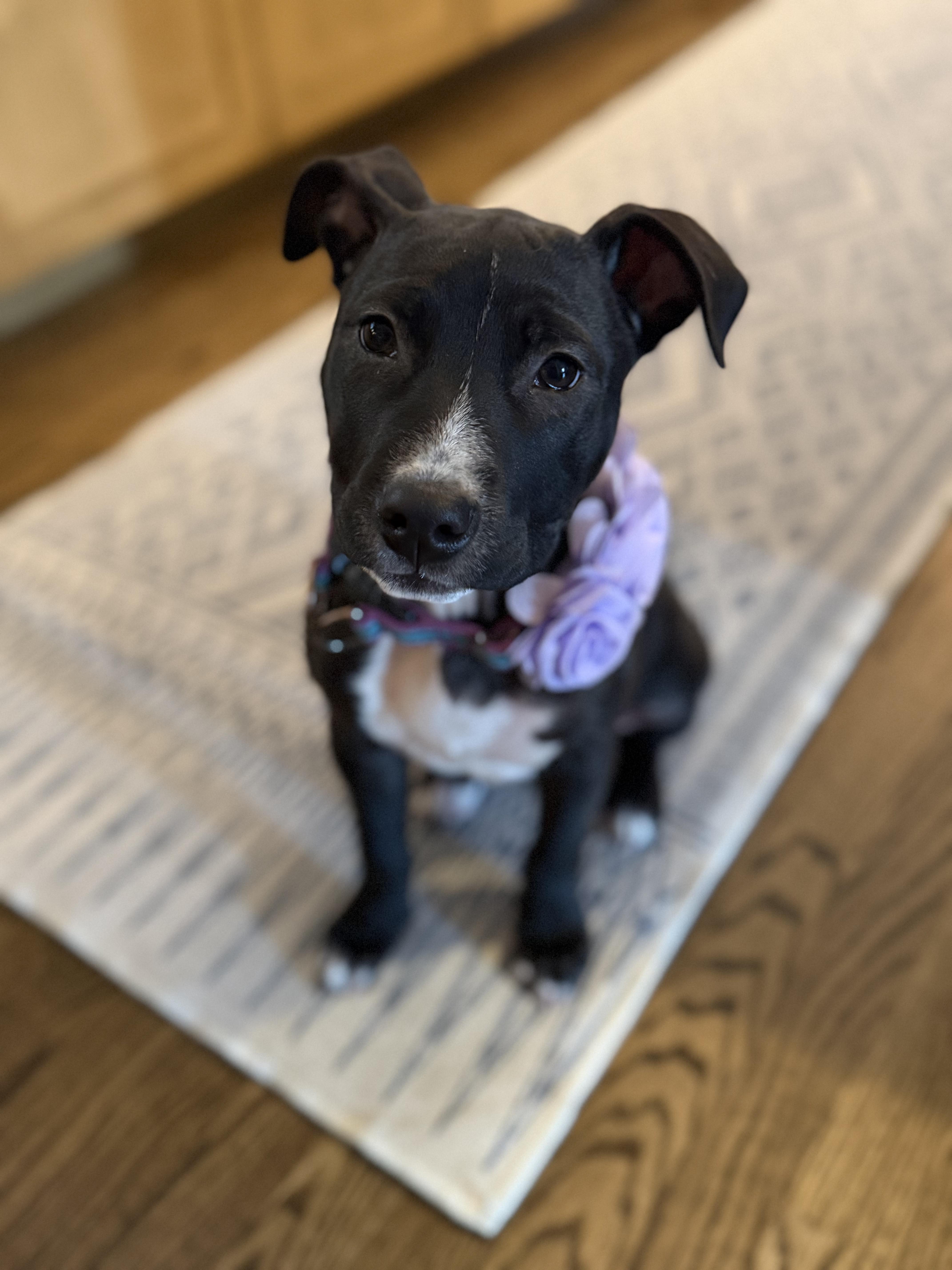 Poppy, ADOPTABLE, Puppy Female Mixed Breed.