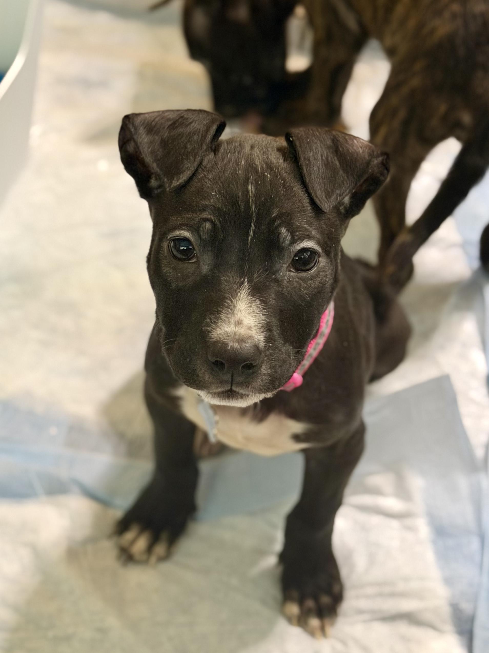 Gretel, ADOPTABLE, Puppy Female Mixed Breed.