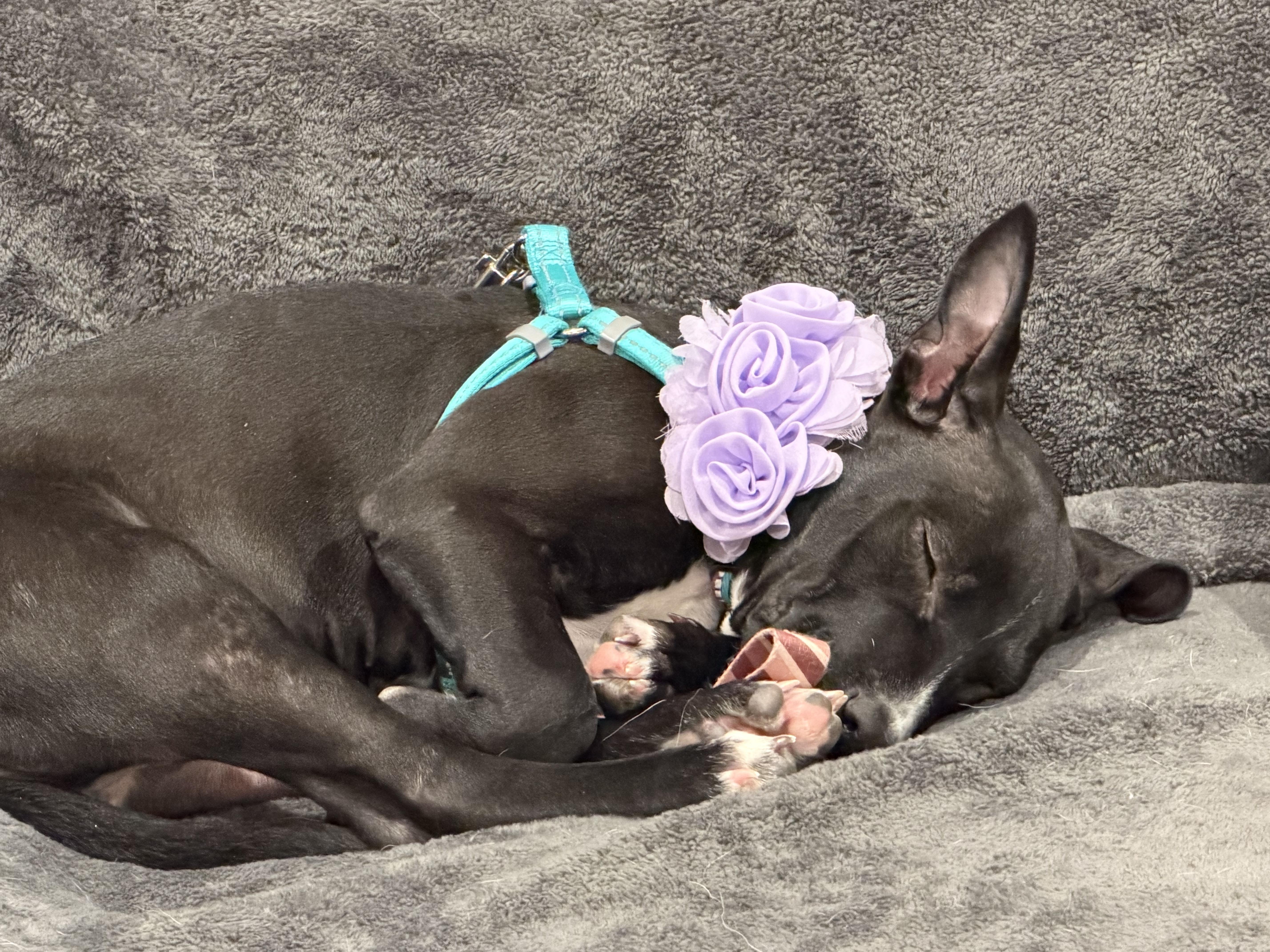 Enlarge Poppy, a ADOPTABLE mixed breed in Elmhurst, IL image 6/6