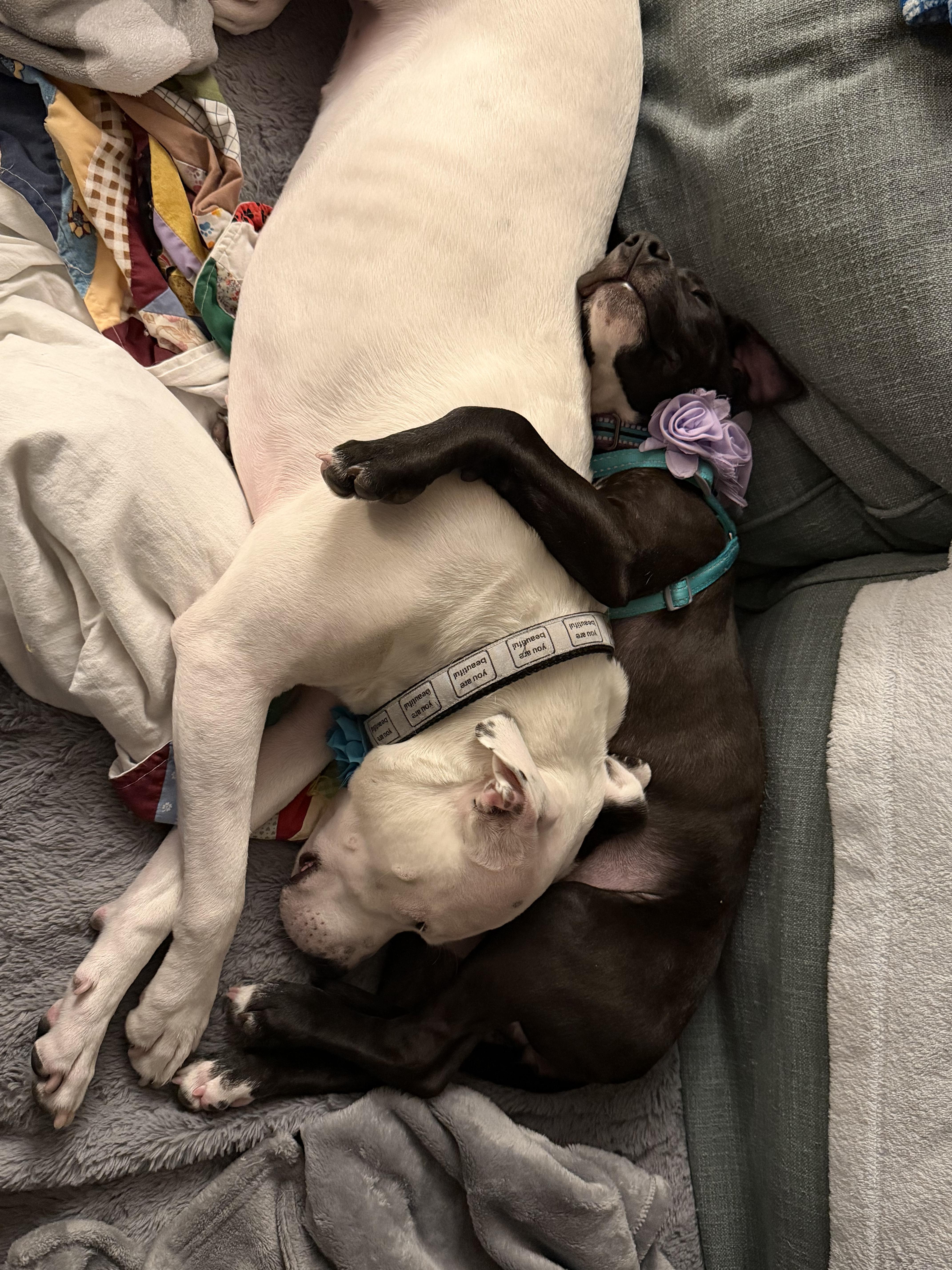 Enlarge Poppy, a ADOPTABLE mixed breed in Elmhurst, IL image 5/6