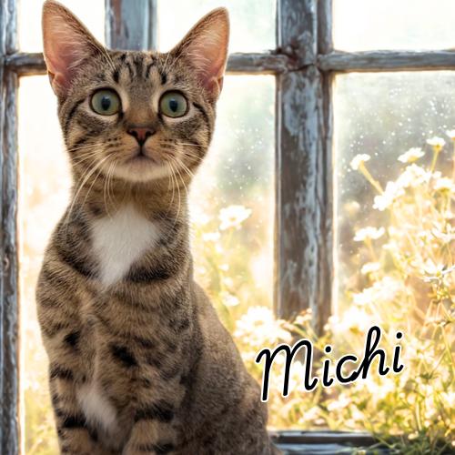 Michi-The Perfect CoWorker, a Adoptable Domestic Short Hair in Laurel, MD image 1/5