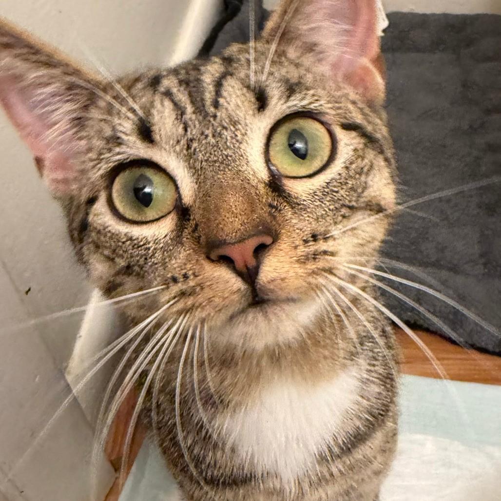 Michi-The Perfect CoWorker