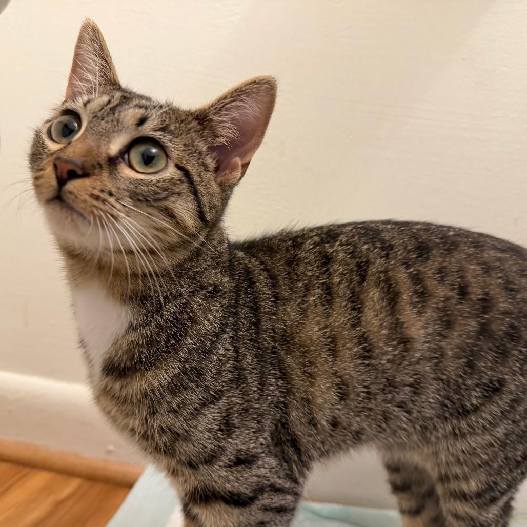 Michi-The Perfect CoWorker, a Adoptable Domestic Short Hair in Laurel, MD image 2/5