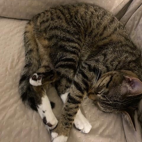 Michi-The Perfect CoWorker, a Adoptable Domestic Short Hair in Laurel, MD image 5/5