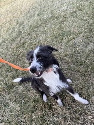 Daisy, Adoptable, Adult Female Parson Russell Terrier & Australian Terrier.