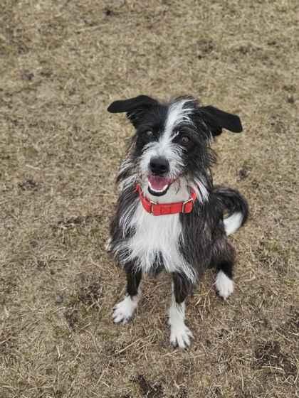 Daisy, Adoptable, Adult Female Parson Russell Terrier & Australian Terrier.