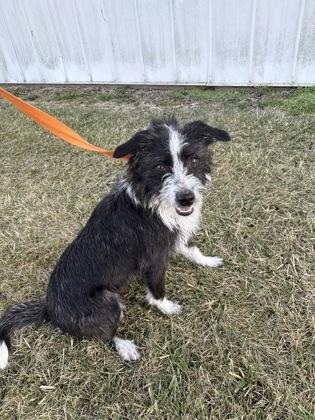 Daisy, a Adoptable mixed breed in Mount Pleasant, IA image 2/2