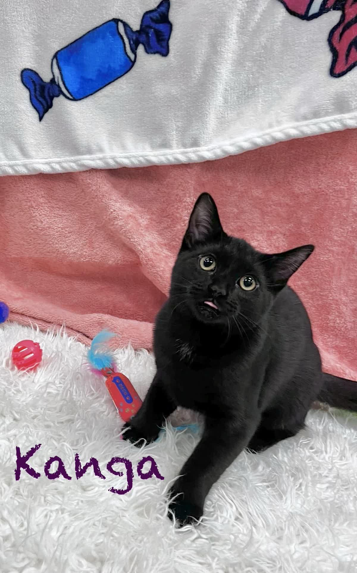 Kanga photo
