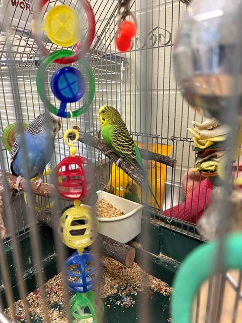 Enlarge LIMA BEAN, a Adoptable Parakeet (Other) in Minneapolis, MN image 1/1