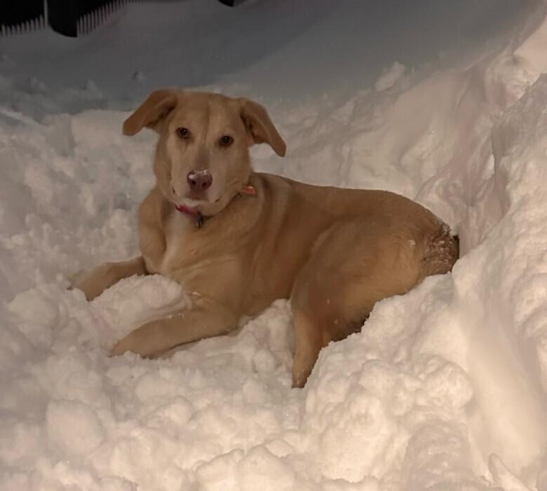 Veronica, Adoptable, Adult Female Labrador Retriever.