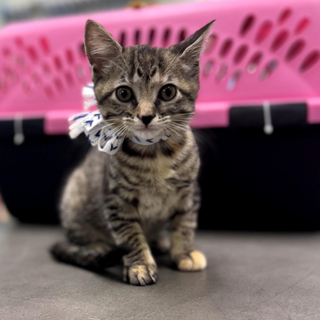 Charlotte Bronte, a Adoptable Domestic Short Hair in Jasper, IN image 1/3